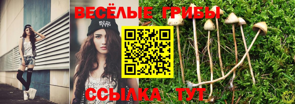 Псилоцибиновые грибы Psilocybine cubensis Пермь